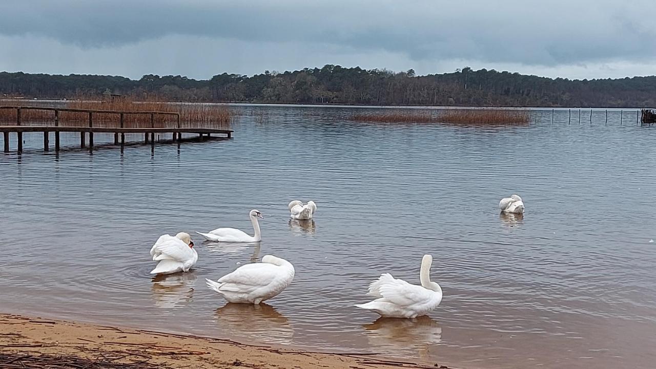 T2, 50M Du Lac, Piscine, Wifi, Jardin Terrasse Sans Vis-A-Vis, 1 A 4 Pers Aureilhan  Екстер'єр фото